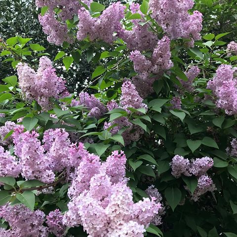 I love Lilac Trees! 🌳 🌳 🌷 🌷 #garden #plants #lilacs #homedesign #homedecor # #instagood #instamood #instadaily #interiorinspo #myhometoinspire #homestyling #interiorstyling #interiordesign #picoftheday #londonhome #igers #iphone #victorianhome #victorianlondon #interior4all #victorianrenovation  #myvintagehome #Interior-and-living #myhomedecor  #inspohome #corbetthouse #interiorinspo #simplystyleyourplace #pocketofmyhome #myhousethismonth