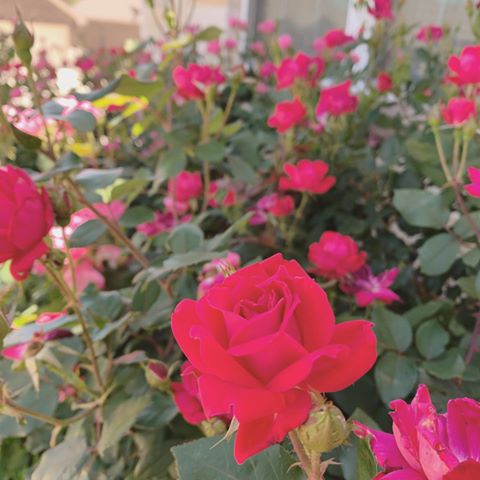 This is my favorite time of the year.. I love all the pretty colors 🌺 I haven’t had a chance to plant much, but my roses are in full bloom and they got me motivated!!
.
Have an awesome Saturday!! Any fun plans?
.
#beautifuldecorstyles #decor_bffs #fwi0427 #fwispringfever #roses🌹 #pinkrose #myflowers #myrosegarden
