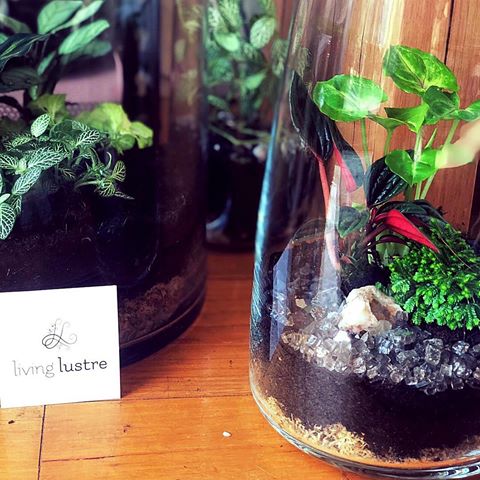 So many new creations... living lustre 🌿💕
.
.
.
.
.
#terrarium #plants #melbourne #bedroomdecoration #office #cafedecor #loveplants #forsalesoon #picoftheday #green #happyplants #richmond3121