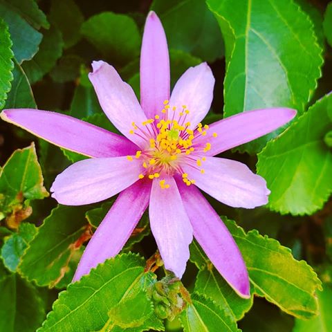 #flower #beautyinnature #blooming #santabarbara #growinggardens #garden #instaflower #nature #gardening #красотвприроде #цветок #цветение #сад #сантабарбара