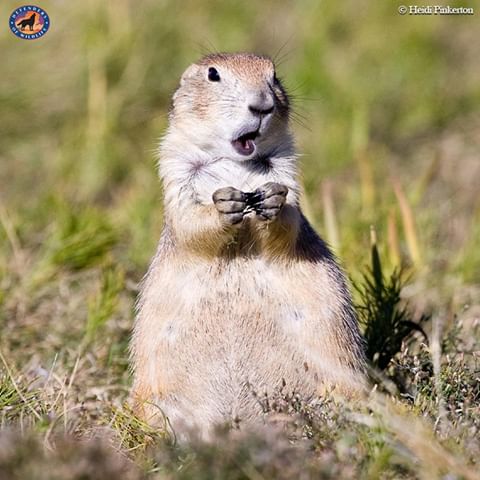 The U.S. Forest Service wants to allow for more prairie dog poisoning and shooting in Wyoming's Thunder Basin National Grassland. We urgently need your help to protect this keystone species. Speak up for prairie dogs and demand this plan be stopped! Click the link in our bio to help save them!