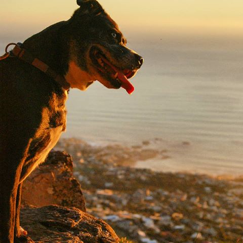 Vivi enjoying the views #capetown #scenery #scenic #huskyxpitbull #pitbull #husky #dogsofinstagram #animals #dog #beautiful #cutie #capetown #capetownsouthafrica #ocean #mountain #campsbay #kloofcorner #views #hikes #hiking #sunset #freedomday