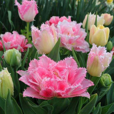 Пока пионы и розы набирают бутоны, поделюсь уже весенним  архивом тюльпанов, сегодня срезала последние, надеюсь, что следующей весной они меня тоже порадуют, а я порадую ими вас 🤗🌷 Покупала осенью в @agrofirma_poisk 
#первоцветы #тюльпаны #тюльпан #tulip #tulips #mygarden #garden #instagarden #мойлюбимыйсад  #мойсад  #цветы #цветывсаду #садовыецветы  #веснавмоемсаду  #мойсад  #любимыецветы  #любимыйсад
#садмечты  #сад  #садоводство #моицветы #цветывсаду #растениядлясада #цветущийсад #цветывмоемсаду #цветоводство #посылкаотпоиска #цветыотпоиска
