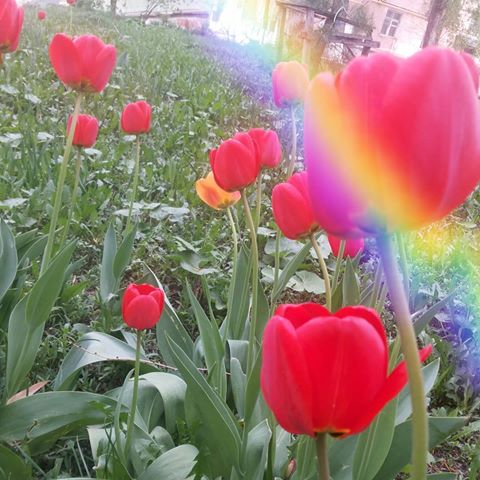 😻
#тюльпаны#цветочки#май#красота#likeforfollow#instagram ❤