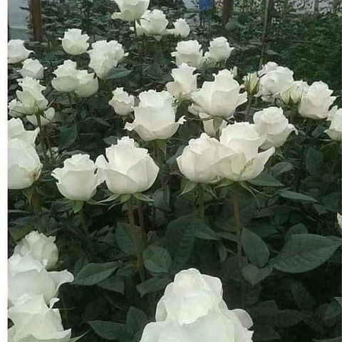 Белые розы, белые розы - беззащитны шипы 😍😀
.
.
#цветник#клумба#котейка #дача#моядача#роднаядача#огород#мойсад#дом#дача🏡 #сад#ландшафт#огород #любимаядача #цветоводство #садоводство #декор #ландшафтныйдизайн #розы #nature #Garden#beautifu#flovers #flora #flor#sky#landshaft#insta#rosе.