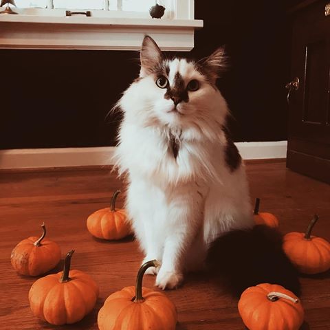 📸: @notebookofghosts (One of my very favorite Instagram accounts!) How beautiful is this kitty? 🐱🖤🎃