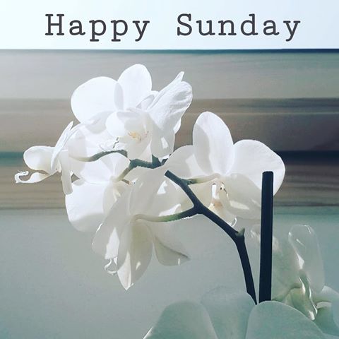 Lovely little orchid on my dressing table ❤ 
Happy Sunday folks ❤
.
.
.
.
.
.
.
.
#sundaythoughts #beyourself #passionforlife
#interiorlovers #myhomevibe #homeinspo #interiorinspo #interiorandhome #homeinspiration #interiorboom #interior_and_living #interiorstyling #quoteoftheday  #womenofallages  #supportthehighstreet #shopsmallbusiness #smallbiz  #shopsmall  #theindependentshopkeepers  #dream_interiors #interiordesign  #decor #style #boutique #lifestyle #wardrobe #home  #homestyle #sundays #Seaton