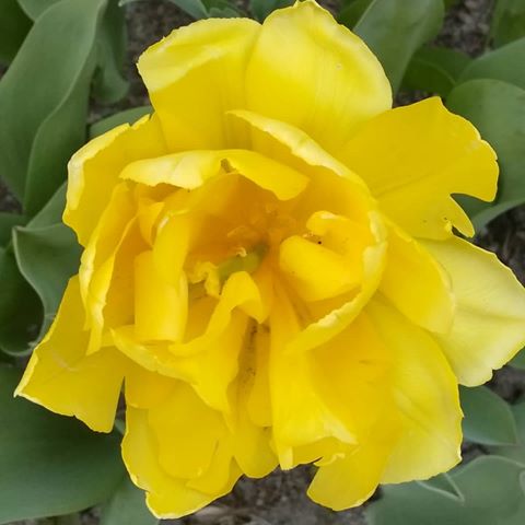 Цветущий Кёнигсберг #цветы #цветочки #далекиекрая #выходные #отдыхаем #Весна
