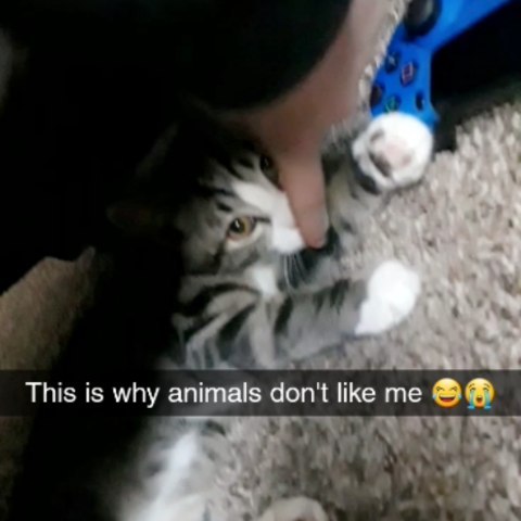 I Bother Him A Lot Lol
#kitten #chair #carpet #ps4controller #snapchat #words #emojis