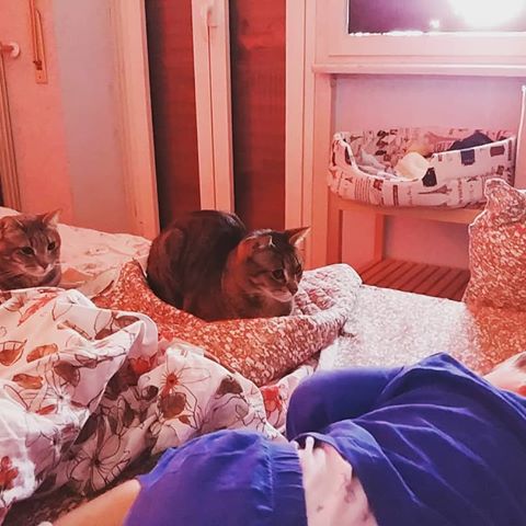 Leon, Nina e Nanà #amici #risvegli #mycats #love #casa
