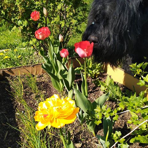 #blackrussianterrier #tulips #spring #русскийчерныйтерьер #черныш #тюльпаны #весна