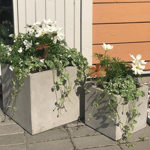 Idag har jag fixat i trädgården 😍 som ni vet älskar jag blommor och nu är det äntligen dags att få ta hand om trädgården igen! ☺️😍 Hoppas ni har en fin söndsg 💕
.
.
.
#interiordesign  #interiorforall #interiorlove #interiorinspo #decoration #interior4you #homeandliving #homedecor #homeinspo #scandinavianliving #inspohome #inredningsinspo #confidentliving #scandinavianhomes #scandinavianliving #interiorinspo #svenskahem #homestyling #home #interior123 #passion4interior #interior4all #interior_and_living #interiör #interiør #homeinspo #instahome #interiorstyling