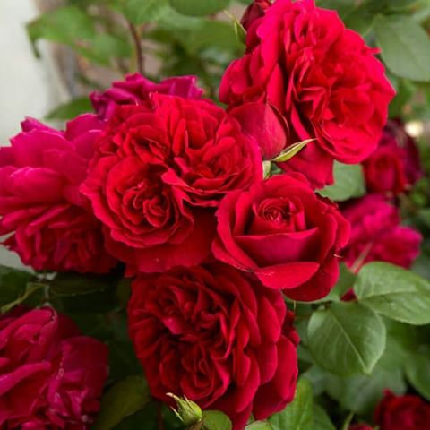 Английские розы Дэвида Остина по праву заслужили звание королевских роз. Ведь они достаточно ЗИМОСТОЙКИЕ, устойчивы к заболеваниям и невероятно красивые.Некоторые сорта можно выращивать в плетистой форме. Цветки в старинном стиле – визитная карточка английской парковой розы. Просто невозможно пройти мимо усыпанного густомахровыми цветками куста. Все розы Остина имеют неповторимый аромат и цветут повторно, а некоторые сорта – практически непрерывно.В наличии большой ассортимент этих красавиц,смотрите в актуальном друзья. Ждём вас в гости в Европарке на ярмарке Де-фриз,работаем с 9:00 до 19:00, до последнего клиента 🤗🌹 #дэвидостин#розыдэвидаостина#владивосток#розы#английскаяклассика#25регион#природа#цветы#дефриз#загородныйдом