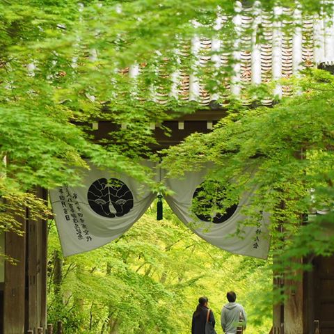 見上げる新緑
・
光明寺の青紅葉。
新緑の中を歩くのはとても気持ちが良いです。
・
青紅葉の中を楽しげに歩く素敵なカップルが居らしたので、お背中お借りしました。
・
・
@tera_sanpo 京都のお散歩動画はこちら
・
OLYMPUS PEN-F
TAMRON 14-150mm F3.5-5.8
Location: #komyoji #kyoto #japan 
#京都 #光明寺 #青紅葉 #新緑 
#OLYMPUS #olympuspenf #followme #instagood #instagramjapan #ig_japan #igersjp #icu_japan #team_jp_ #wu_japan #Lovers_Nippon #loves_nippon #phos_japan #japan_of_insta #japantrip #bestjapanpics #jp_gallery #art_of_japan_ #histrip_japan 
#写真好きな人と繋がりたい #ファインダー越しの私の世界 #そうだ京都行こう #あえてシェア @kanden.jp