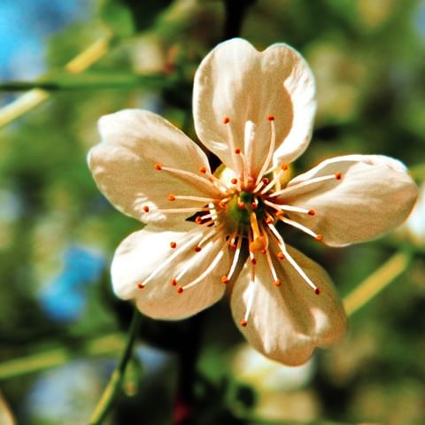 Весенняя вишня... #цветок #цветы #вишня #растения #деревья #природа #весна #расцветай #пробуждение #украина #харьков #фотограф #flower #flowers #plants #tree #nature #spring #awakening #whitenails #ukraine #kharkov #photographer #tramber