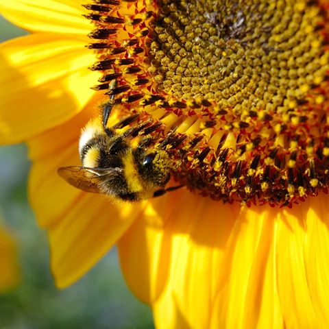 #пчела #подсолнух #цветы #лето #боке #макро #макросъемка