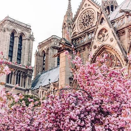 Nous reconstruirons. l'histoire ne sera pas perdue 🇫🇷
#paris #notredame #france #parisjetaime #rebuild #spring #flowers #history #springtime #frenchhistory #🇫🇷 #🇫🇷paris #church #cathedral #luxembourg