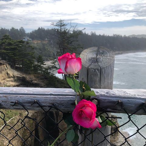 Random roses on the fence at Devils Churn. .
.
.
.
.
.
.
#oregon #visitoregon #oregoncoast #beach #waves #ilovetheocean #ocean #rosesonthefence #fenceroses #fence #roses #flowers #pinkroses #beautiful
