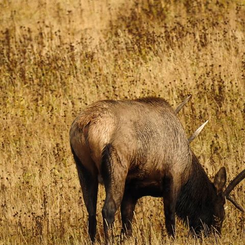 One of my first wildlife shots and I totally appreciate how the blend of the fall colors has matched with this elk's coat.
#yellowstone #elk #wildlife #nashgeorgiev #wildlifephotography #fall #autumn #blend #brown