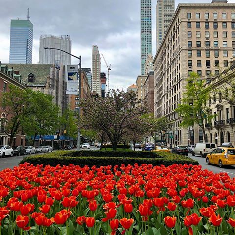 Park Avenue is my favorite avenue. #newyork #newyorkcity #manhattan #uppereastside #realestate #520parkavenue #432parkavenue