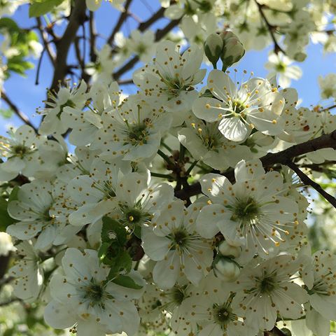 #цветение #веснаидет #springrussia