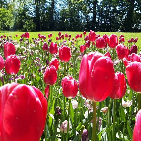 Passeggiata tra i tulipani... @messertulipano_official