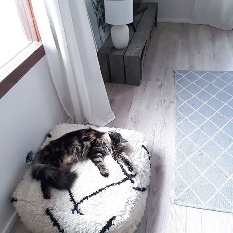 Have a relaxed friyay😚😽😽💗
I don't have any plans for this weekend and I like that💗 
Do you have plans or is your plan too to have no plans..?
.
.
#koti #myhome #sleepycat #scandihome #scandiboho #interior125 #interior4all #mainecoon #interior4you #scandiinspo #interior123 #interior444 #scandinavianstyle #scandinaviandesign #inspohome #livingroominspo #livingroomdecor #catsofinstagram  #mywestwingstyle #mynordicroom #cosyhome #nordicdesign #interiordesign #sharemywestwingstyle #myinterior #cat #pet #mainecooncats #mainecoonstagram #instacats