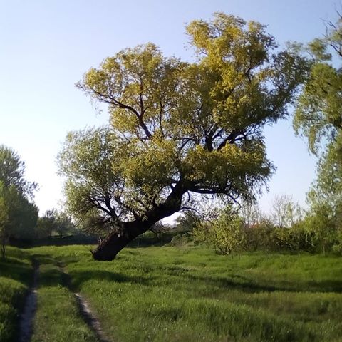 #природароссии 
#деревья 
#весна