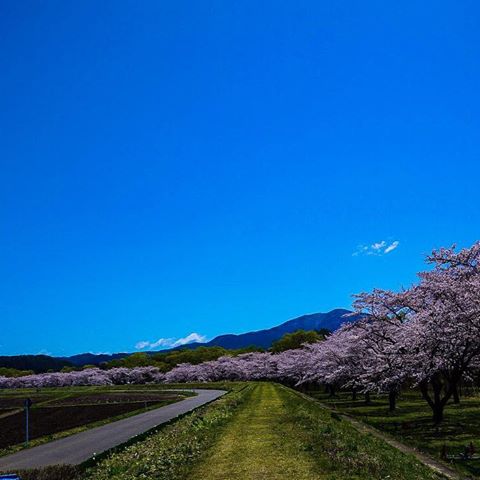 .
.
.
Finally enjoying to see so many cherry blossom with great wether !!
.
.
#別荘佳景 #露天風呂付き客室 #部屋からの景色 #景色 #御所湖 #岩手県 #盛岡市 #雫石町 #雫石川園地 #桜 #見頃#bessoukakei #villa #hotel #resorthotel #onsen #view #gosholake #iwate #morioka #shizukuishi #cherryblossam #finetohoku2019
