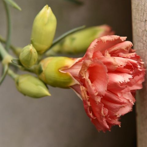 家の鉢植えのカーネーションは、少し色褪せてきました😭まだ蕾もできているので、楽しみが続きそうです✌️
．
．
．
#今朝の花 #カーネーション #carnation #鉢植え #オレンジ色のお花 #少し色褪せてきた #蕾 #開花が楽しみ #雨の雫が残る #雫の中の世界 #覗いてみたい #観察日記 #ボケフォトファン #ふんわり写真部 #花撮り人 #ザ花部 #花がある暮らし #花がある風景 #花が好きな人と繋がりたい #写真好きな人と繋がりたい #写真好きな人と繋がりたい #写真を撮るのが好きな人と繋がりたい #ファインダー越しの私の世界 #nikon #nikond750 #nikonphotography #大阪カメラ部 #神戸カメラ部 #instagramjapan #everyones_photo_club @photocircle_ohana @photo_club_share
@japan_osaka_city