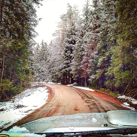 #снег #3мая #2019 #лес #лесная #дорога #россия #ленобласть #russia #snow  #3may #forest #forestroad #road