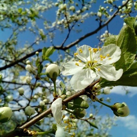 Весна... Все кругом цветет, наполняя город приятным ароматом и радуя глаз разноцветными красками🌸
#зеленоград #весна #весна2019 #цветы #цветение #природа #небо #краскивесны #зелао #zelenograd #spring #nature #sky #springinthecity #beautiful #beautifulnature