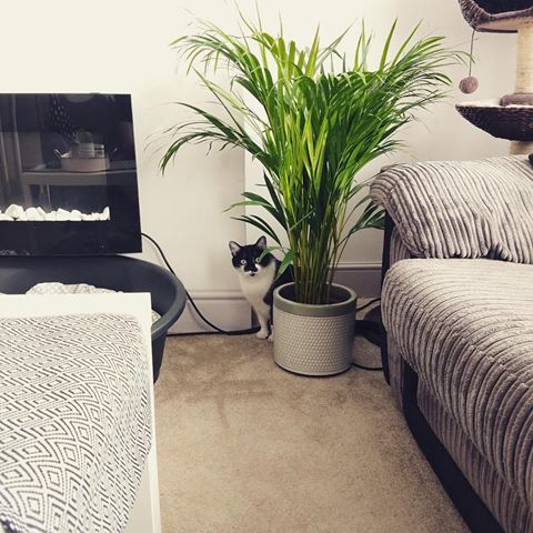 A sent me this this morning before his run, captioned “Dexter approves of the selected foliage”. What a cutie. •
•
•
•
•
#interior #home #house #interiordesign #interiordecorating #livingroom #pets #livingatnumber77 #decor #homedecor #interior4all #interior123 #decoration #furniture #interiors #interiør #myhome #homedesign #interiorstyling #interiordecor #instahome #homestyle #modern #homesweethome #homestyling #instadesign #plants #houseplants