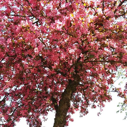 #Hamburg #frühlingszauber #frühlingssonne #Frühling #Frühlingshimmel #frühlingsblüten #frühlingsblüte #Ast #Äste #blume #blumen #Blüte #Blüten #blatt #Blätter #blumenzauber #blumenmeer #blütenmeer #blütenzsauber #frühlingsnachmittag #schön #Sonne #Sonnenschein #Sonnenstrahlen #Baum #Bäume