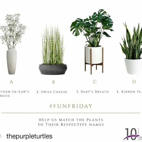 #Repost @thepurpleturtles (@get_repost)
・・・
This #Funfriday, we want you to help us match the plants at our store to their respective names. Repost, follow, like, comment, tag and share to increase your chances at winning. One lucky winner will receive a gift from us. Visit our store to shop for greens. ⠀
⠀
#thepurpleturtles #tpt #light #lighting #homedecor #living #furniture #decor #distressed #antique #wood #lightingdesign #furnituredesign #luxury #interiors #homeinteriors #vintage #rustic #inspiration #architecturaldesign #interiorinspiration #designinspiration #sustainable #reuse #reduce #recycle #terrarium #Greenery
