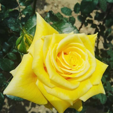 ☀️
.
.
.
.
.
.
.
.
#beautiful #розы #fleurs #colour #rose #gardening #роза #naturephotography #followme #plants #plant #утро #plantsofinstagram #фото #растения #roses #iphone #igdaily #красота #iphonephotography #camera #yellow #fleur #life #сад #lifeisbeautiful #gardeningtips #bestnatureshot #natureisbeautiful #bloom