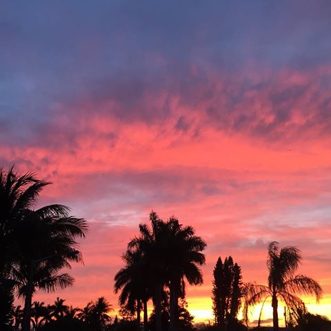 #palmtree #sunset #florida