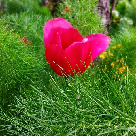Копър и лале 💗#tulips #dill #flower #may#summer #pinkflower #flowering #flowerlovers #green #flowerstagram #naturelovers #nature #naturepic #garden #gardenlife #природа #цветы #цветочки #сад #лето #