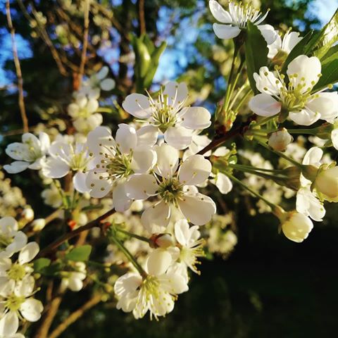 #tovarkovo40 #весна #дерево #цветы #плодовое #вишня #природа #белый #пышно #май #утро #красота
#tovarkovo40 #spring #tree #flowers #fruit #cherry #nature #white #magnificently #May #morning #beauty