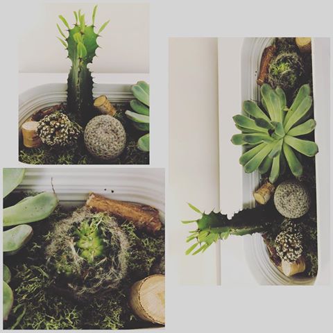 Greenery #succulents #cactus #arrangements 3 #partyfavor 2 #succulents #succulentsofinstagram #sand #cactus #cacti #cactusarrangement #centerpiece #philly #philadelphia #cactusforsale #succulentsforsale #succulentslover #succulentsociety #succulentslove #succulentsphilly #photos #philyphotos #photosofig #photosofinstagram ##succulentcollection #succulentlover #colorful #decor #home #homedecor