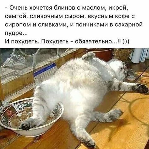 Неразрешимая задача😁#утро#кот#спящийкот#прикол#хорошеенастроение#весна#май#солнце#хорошийдень#funnycat#cats#justjoke