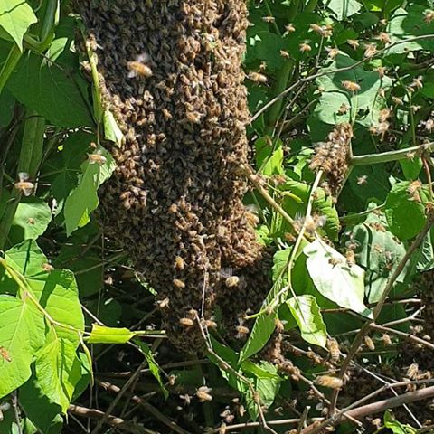 #beekeeper #beekeeping #bee #bees #beesðŸ�� #beekeepersofinstagram #beekeeperslife #beekeepers #apicoltura #apicolturaitaliana #italiangirl #italy #work #mybeautifulwork #beautiful #happy #life #love #api #lovework #honey #honeybee #sciame #power #big #bigbee #hive #savethebees