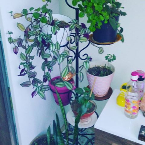 #cicek #cicekler #bahce #garden #bitki #bitkiler #cactus #kaktus #begen #begeni #like #likes #takip #takipet #takipci #follow #sukulent #plant #plants #follow4followback #like4likes #flower #flowers