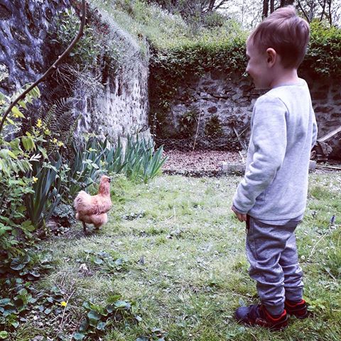 Baby, the Red Hen and the Pack 🐾🐜 #babyboy #lovetothemoonandback #babyexplorer #chicken #auntysgarden #lapetitepoulerousse #guineapig #mylove #chocolategg #garden #cutemoment