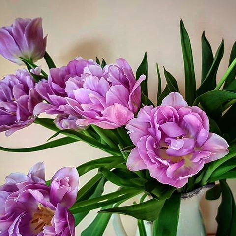 #tulips #tulip #flowers #flowershop #vsco #floramagica #flowerpover #decoration  #decoracionidea#floristica#vscoart#vsco #instagram#insta #instagood #art🎨