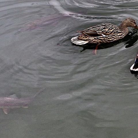 They said there was something in the water, I don’t see it. #naturephotography #nature #naturelovers #ducks #water #fish #trout #rainbowtrout