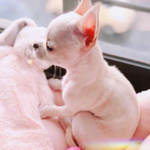 Good Morning ☀⛅💕☀
🔖Tag someone who needs to see this ♥️♥️♥️
Follow @pup_clan for more posts
📷 @unknown
#puppies #puppy #dogsofinstagram #dogstagram #puppiesofinstagram #cutepuppies #cutepuppy #puppylove #pup #dogoftheday #doggy #dog_features #doglovers #pug #dogsofinstaworld #animalovers #cutepictures #cutedogs #pupclan #doggo #bff #bffgoals #puppiesinstagram #dogs #dogs_of_instagram #dogs_of_world #doggies #goldenretriever #pups 🐕 🐕 🐕 ♥️♥️♥️