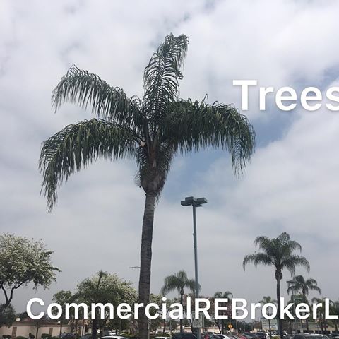 Relaxing  #Trees 🌲 !
I am a  #Photographer 📸  and  #Capture  #Beauty  in  #Lifestyle  #Luxury  and  #Things
#Architecture  #Art  #Buildings  #Museums #Nature
#DigitalMarketing  #Online  #SocialMedia
#BusinessDevelopment  #Blogger  #Critic
#Advertising  for  #Branding  and  #Recognition  #Sales  #Agent
#CommercialRealEstate  #IndustrialRealEstate  #Property  #RealEstate
#LosAngeles
@CommercialREBrokerLA