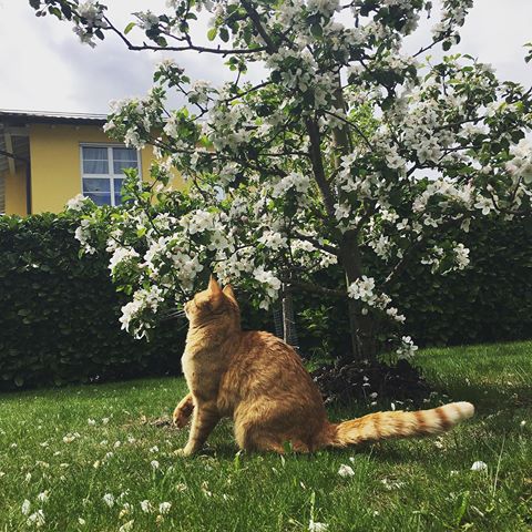 Having a good time🌸 #cats #catsofinstagram #catsagram #flowers #garden #spring #tree