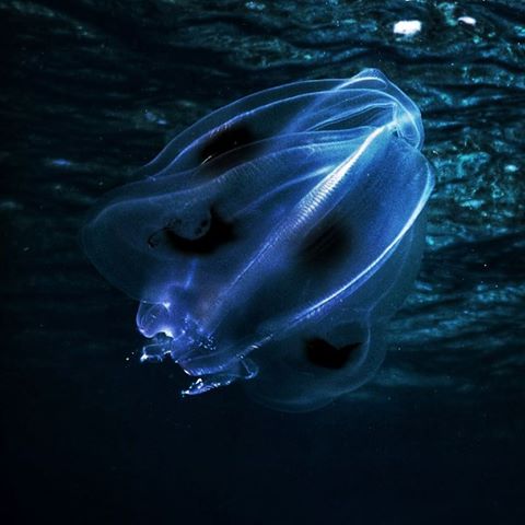 Inmortal.
#combjelly #jellyfish #future #twilight #uwphotography #uwphoto #paditv #saltnomads #freediving #apnea #girlsthatfreedive #freedivingart #ocean  #padi #passionpassport #islandlife #mexico #cozumel #tropicalvibes #water #ourplanetdaily #oceanlovers #nature #naturelovers #mexicolors #mexigers #oceanconservation #blue #protectwhatyoulove #nobluenogreen